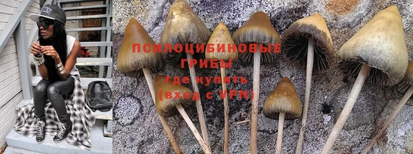 шишки Верея