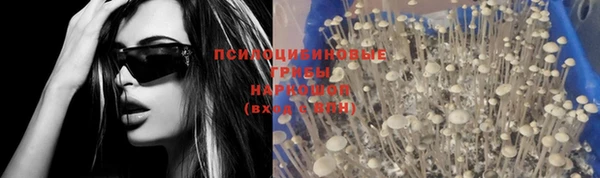 шишки Верея